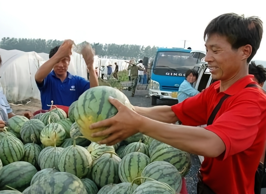 地里西瓜卖了瓜农心里乐了